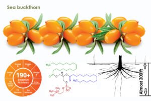 6 Amazing Health Benefits of Sea Buckthorn Superfood Promotes a Healthy Life!" 1 Sea buckthorn